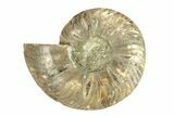 Cut & Polished Ammonite Fossil (Half) - Madagascar #270335-1